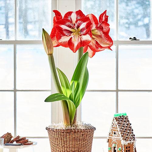 Амариллис Florium Pierrot (13401)