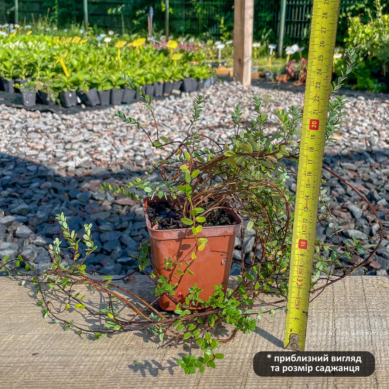 Саженец клюквы Ховес средне-поздняя кисло Р9 (644501628) - фото 3 Саженец клюквы Ховес средне-поздняя кисло Р9 (644501628) - фото 3