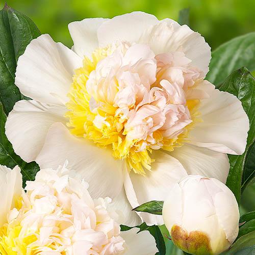 Пион Florium Honey Gold (4551)