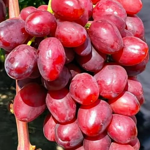 Саджанець Виноград десертний Велюр укорінений саджанець у контейнері (187678)