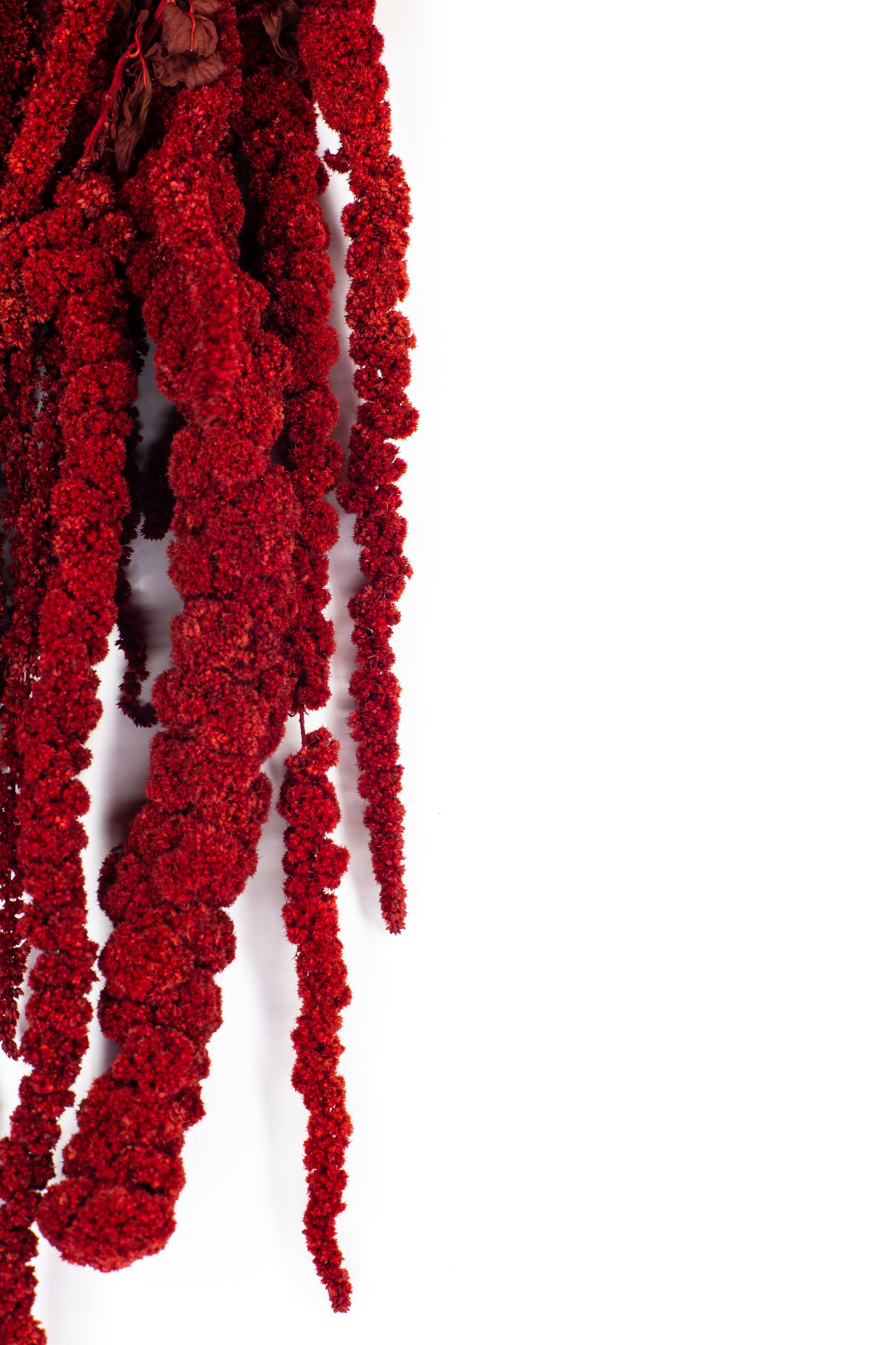 Стабилизированные ветки Амаранта Красный