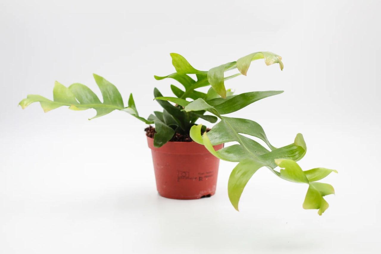 Эпифилум Эксклюзив 12/22 см (29747969) Эпифилум Эксклюзив 12/22 см (29747969)