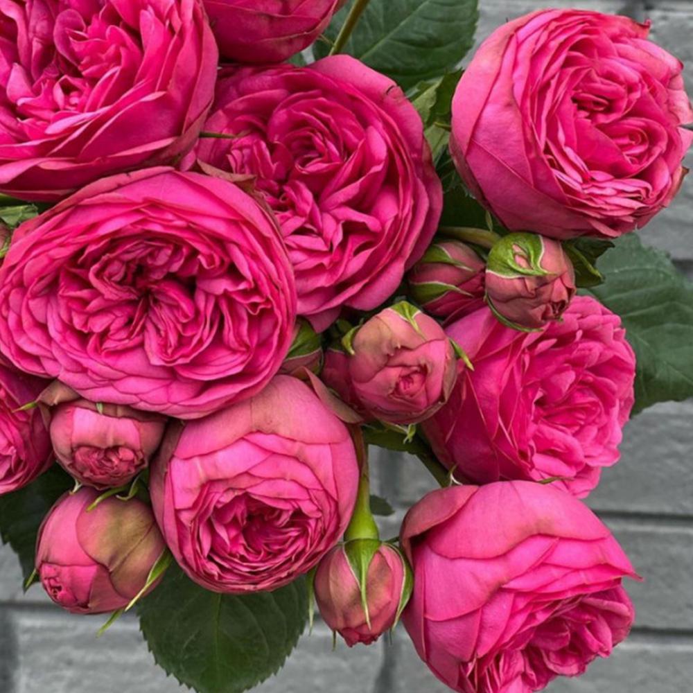 Саженец английских пионовидных роз Пинк Пиано (14965152)