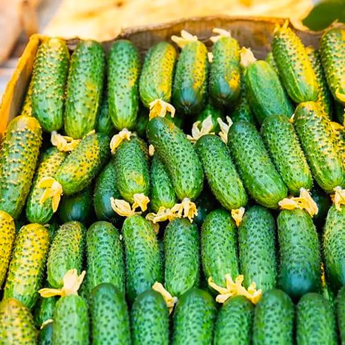 Насіння Огірок Florium Фенікс плюс (8908)