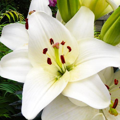 Лилия Florium Happy Snow (16316) - фото 3 Лилия Florium Happy Snow (16316) - фото 3