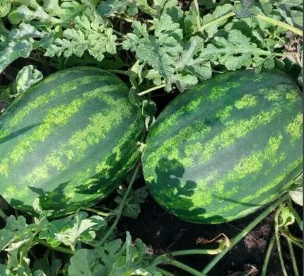 Семена Арбуз Syngenta BARACA F1 1000 шт. (2289653823.5)