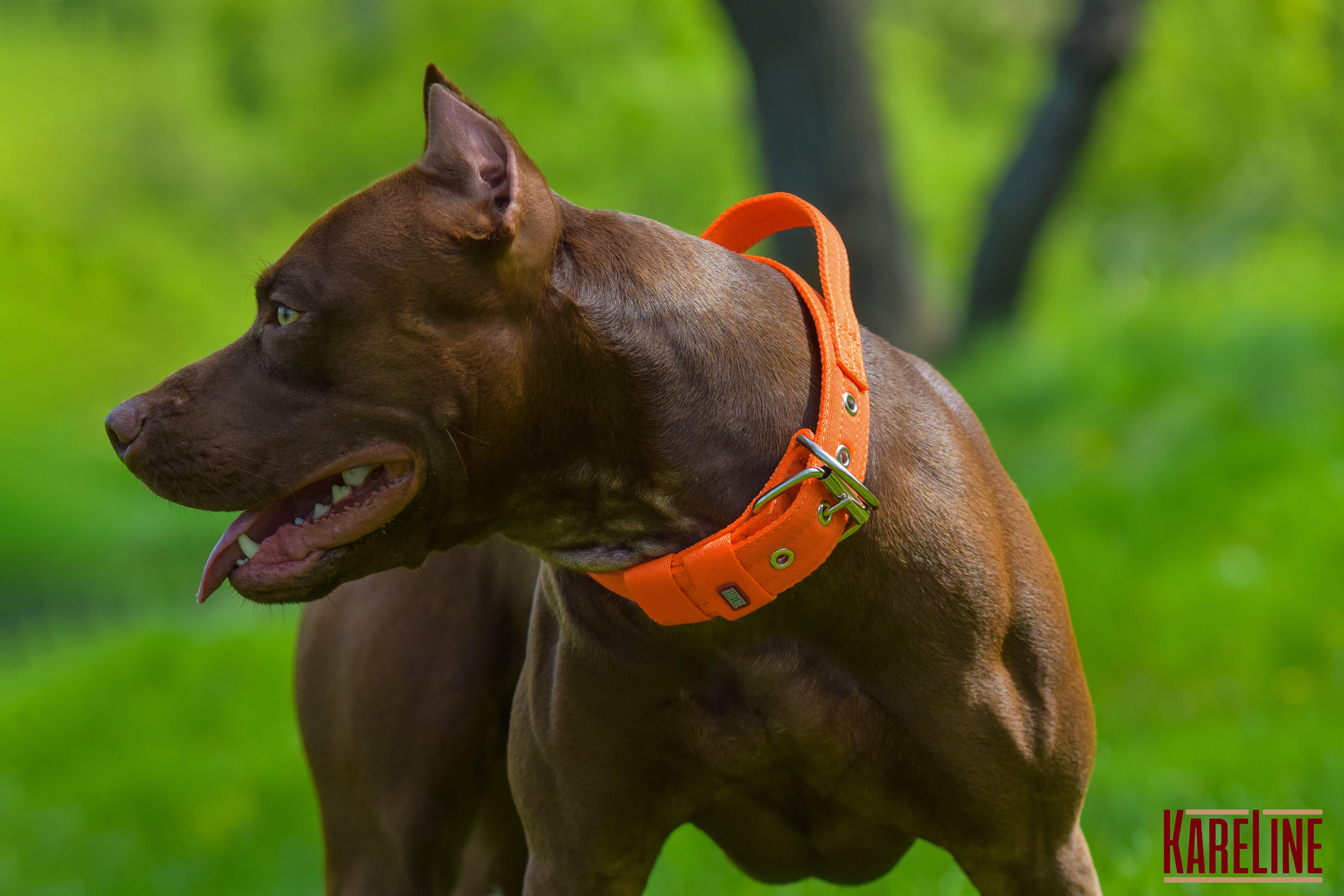 Ошейник KARELINE усиленный нейлоновый с ручкой 48 мм 550-640 мм Оранжевый (0988/11) - фото 4