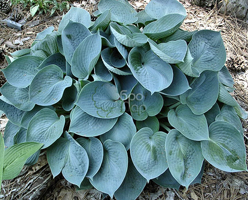 Хоста Dobrodar Blue Wedgwood (38280380)