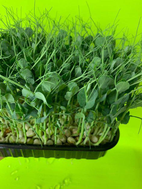 Набір для вирощування мікрозелені Micrograss на 10 врожаїв - фото 4