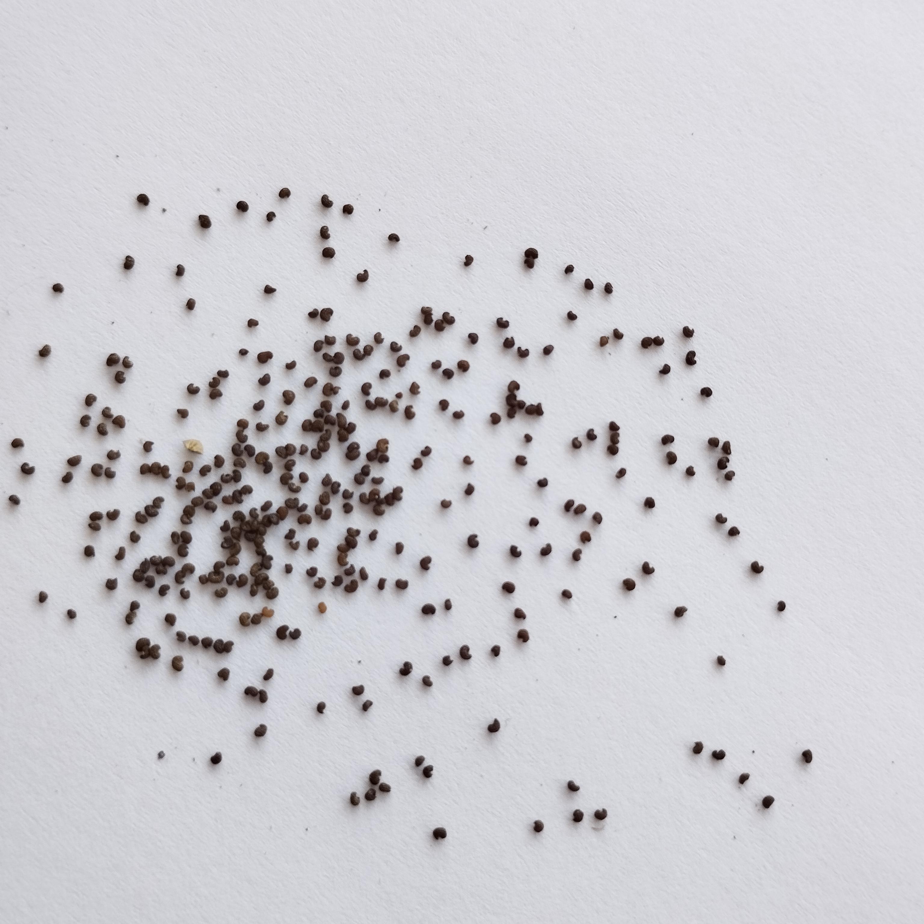 Семена Мак восточный Султан 0,1 г 400 шт. Papaver orientale (RS-01213) - фото 6 Семена Мак восточный Султан 0,1 г 400 шт. Papaver orientale (RS-01213) - фото 6