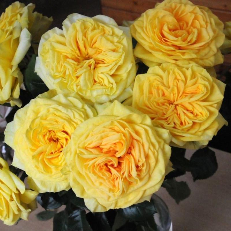 Роза Velet Lemon Pompom Чайно-гибридная на штамбе (2669460710)