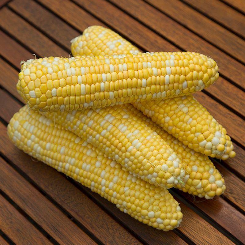 Семена Кукуруза Сахарная Clause RAKEL F1 50 000 шт. (2289753435.5)