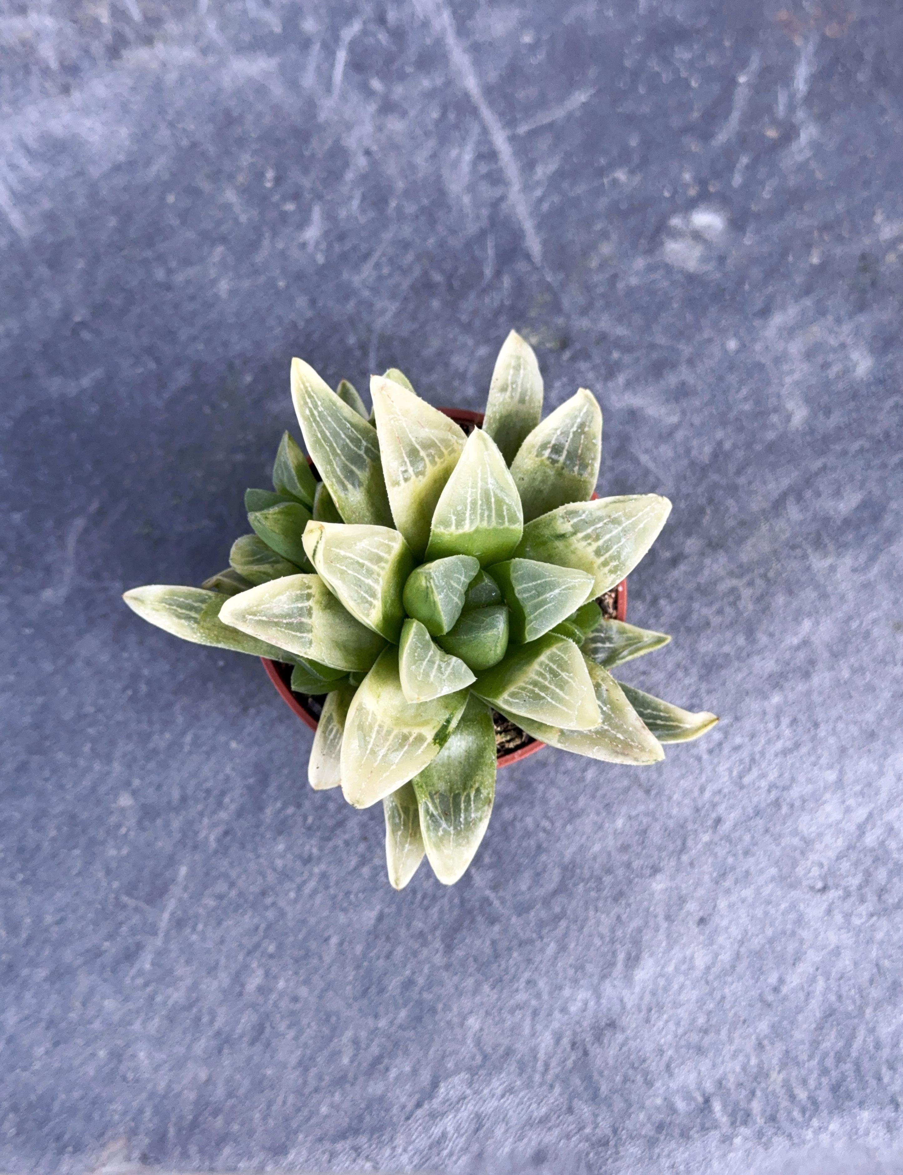 Сукулент Хавортія Ретуза Білий привид Haworthia retusa 'White Ghost' 5 см - фото 2