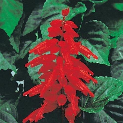 Семена цветов Сальвия блестящая Red Hot Sally PanAmerican 50 шт. (BN12147-3)