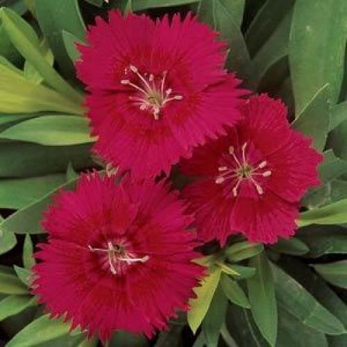 Семена цветов Гвоздика гибридная PanAmerican IDEAL SELECT RED 10 шт. (BN03020-4)