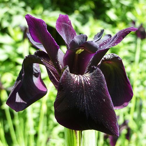Ирис Chrysographes Black Form Florium