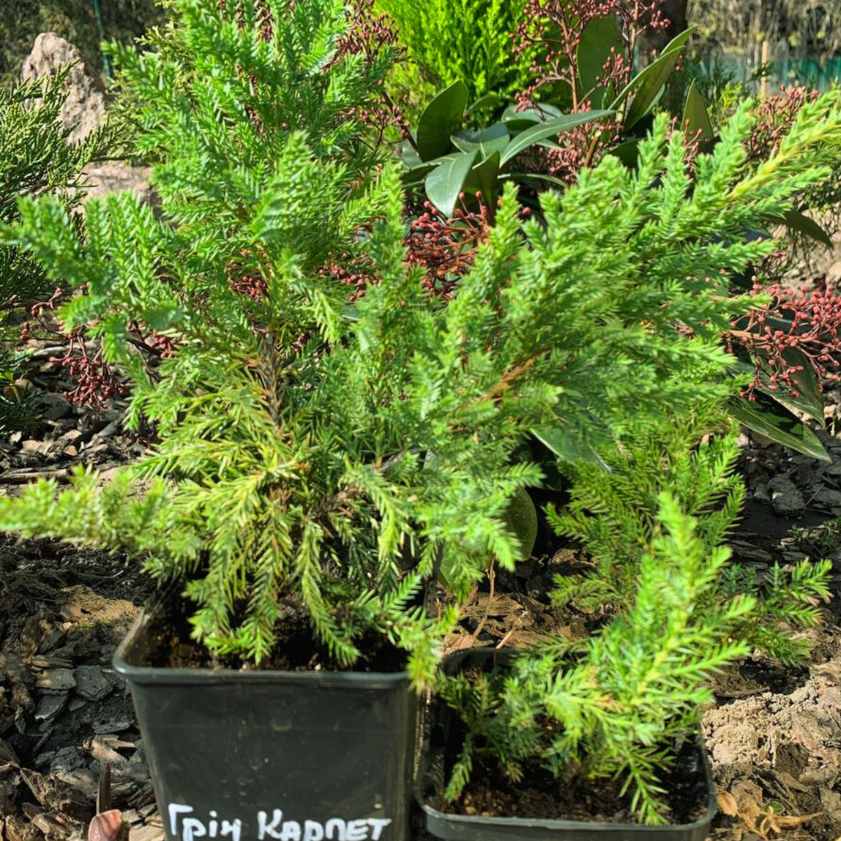 Ялівець звичайний Green Carpet С1 (2669429285) - фото 2 Ялівець звичайний Green Carpet С1 (2669429285) - фото 2