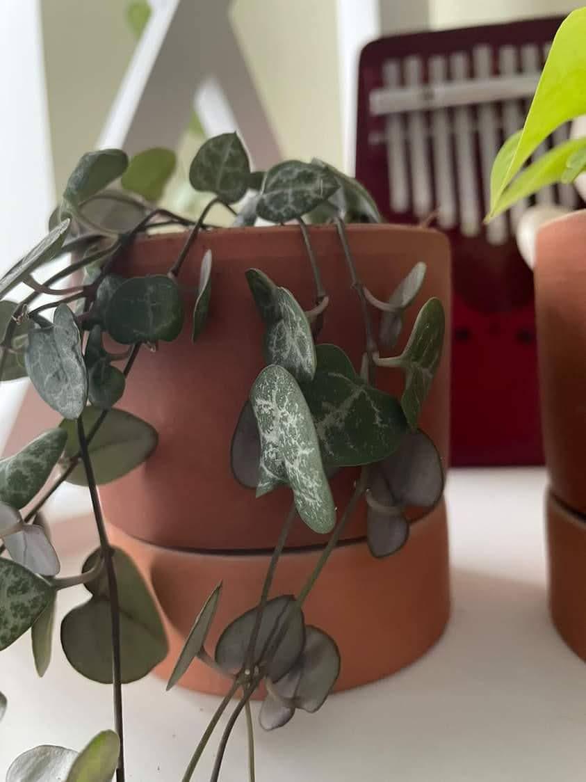 Горшок цветочный керамический глиняный KeramaTato Цилиндр С2 15х15 см 1,5 л Терракотовый - фото 6 Горшок цветочный керамический глиняный KeramaTato Цилиндр С2 15х15 см 1,5 л Терракотовый - фото 6