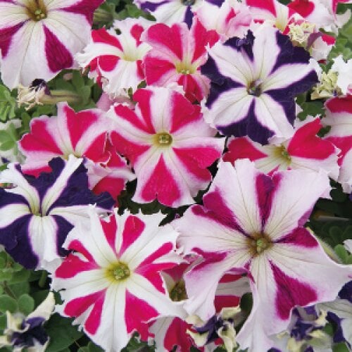 Семена цветов Петуния цветочная Tango All Star mixture Hem Genetics 100 шт. (BN11206-3)