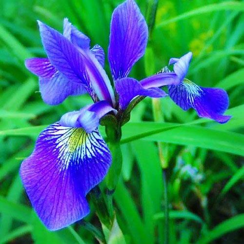 Ирис разноцветный Florium