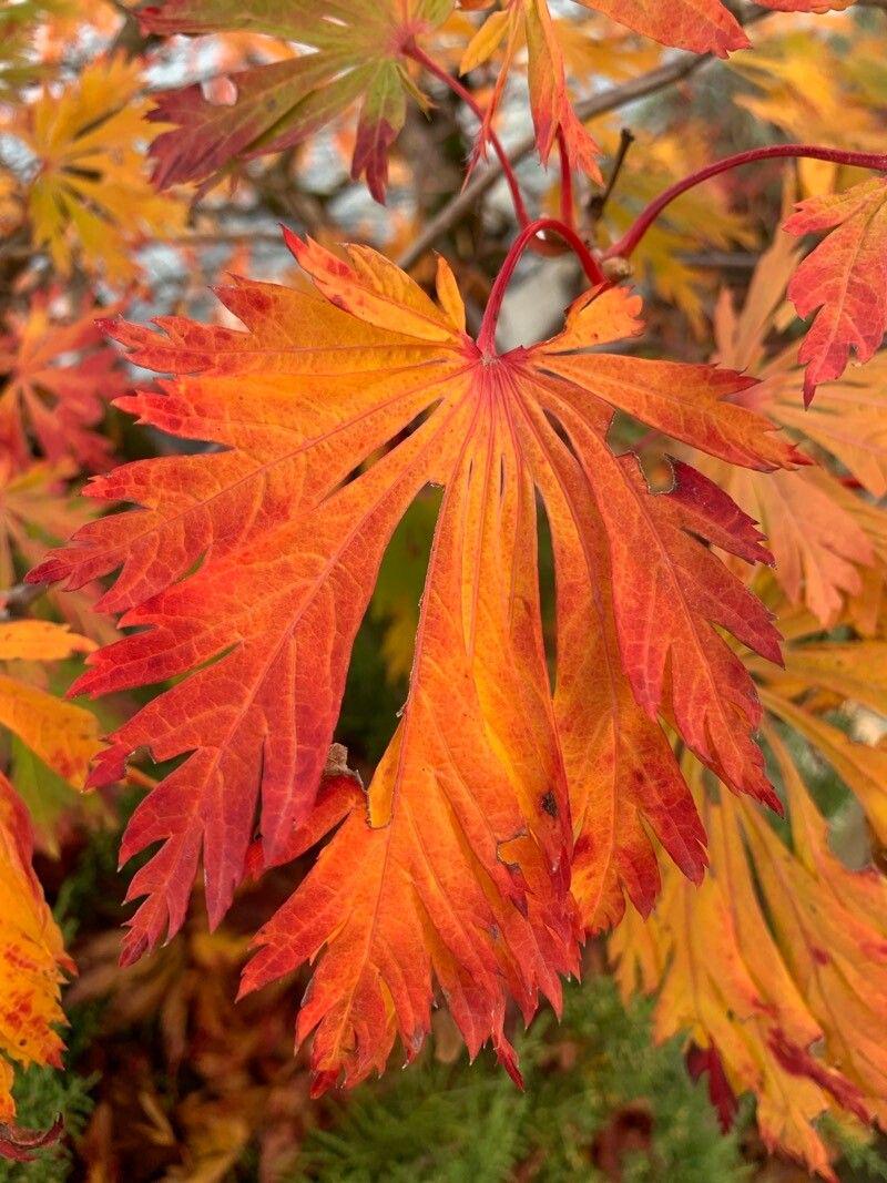 Семена Клен японский Acer japonicum пальмолистный 10 шт. - фото 6