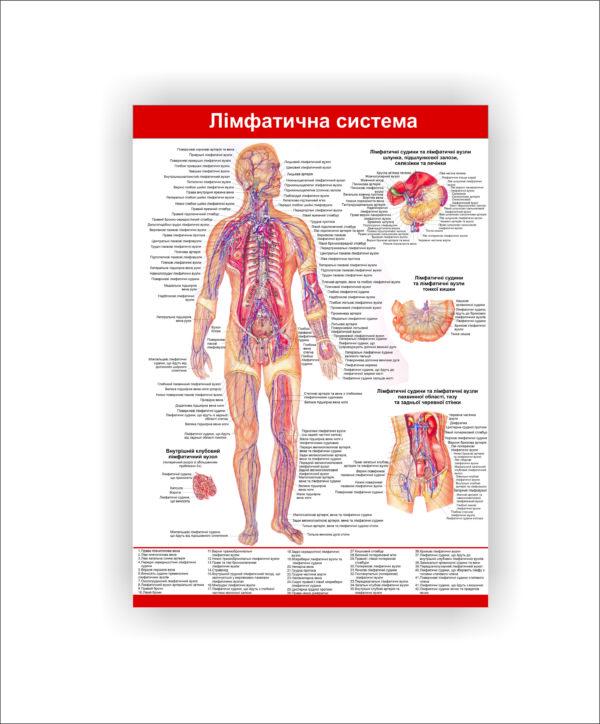 Плакат Vivay "Лимфатическая система" 30х40 см (25788629)