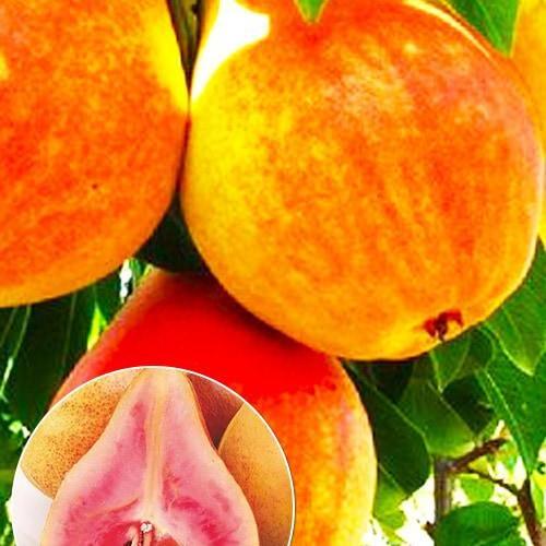 Сажанец Груша красномясая Блютберн премиальный ранний сорт (61924)