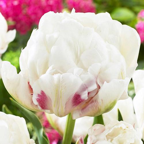 Тюльпан Florium Ice Wonder (15142)
