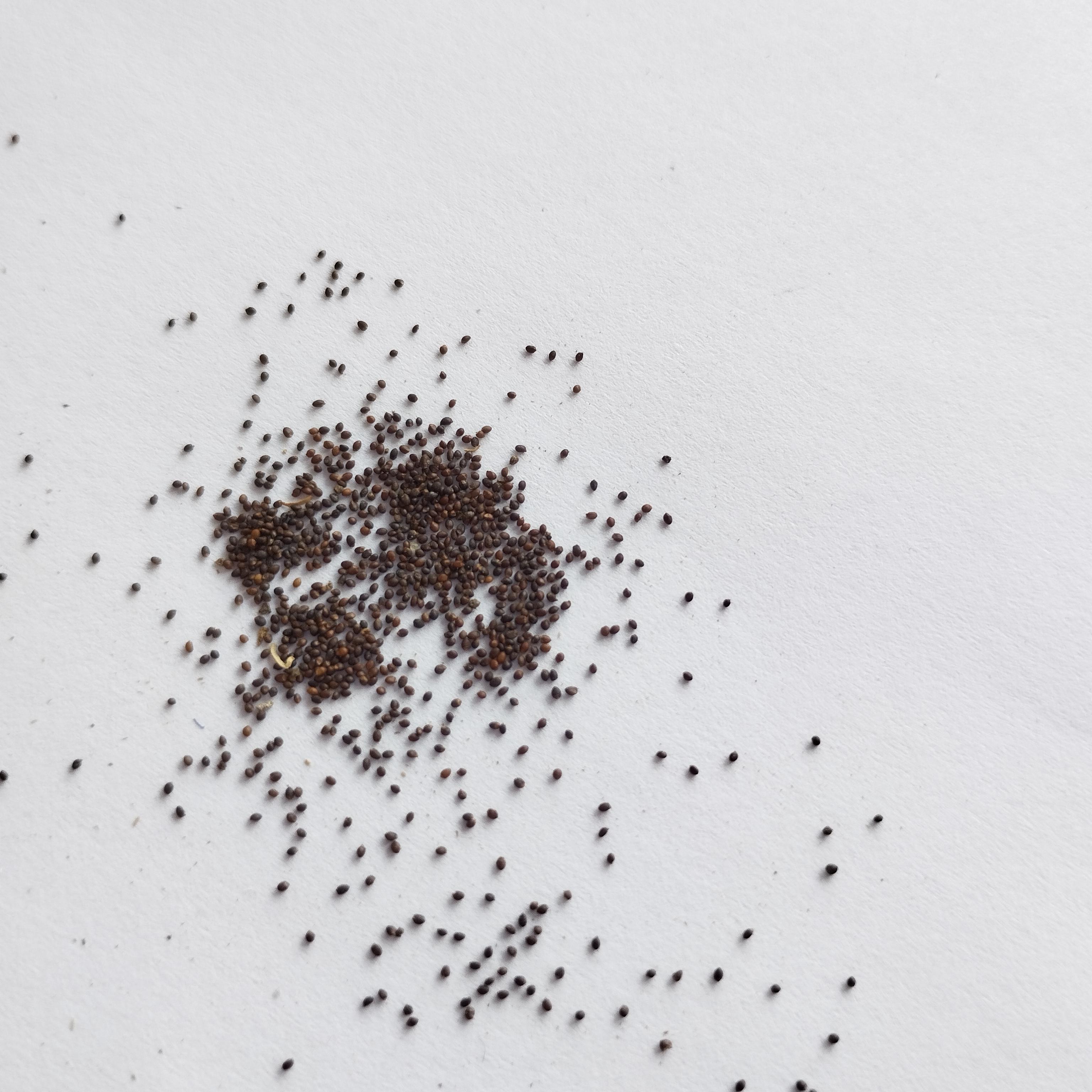 Семена Мята перечная  0,1 г 1000 шт. Mentha piperita (RS-00845) - фото 3