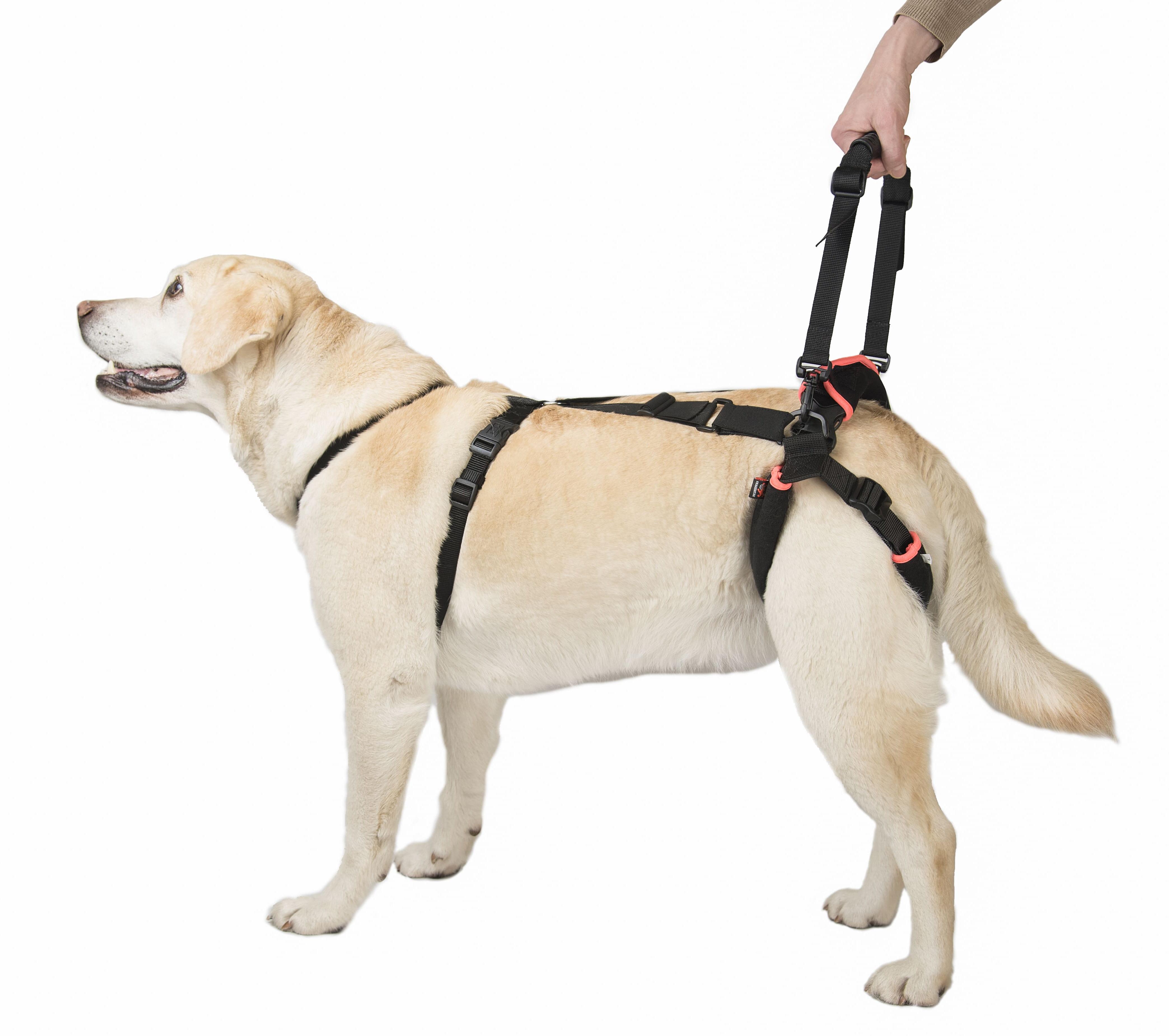 Поддержка для задних лап Frakishtak кольцами L (28063858) - фото 2 Поддержка для задних лап Frakishtak кольцами L (28063858) - фото 2