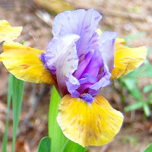 Ірис What Again Florium