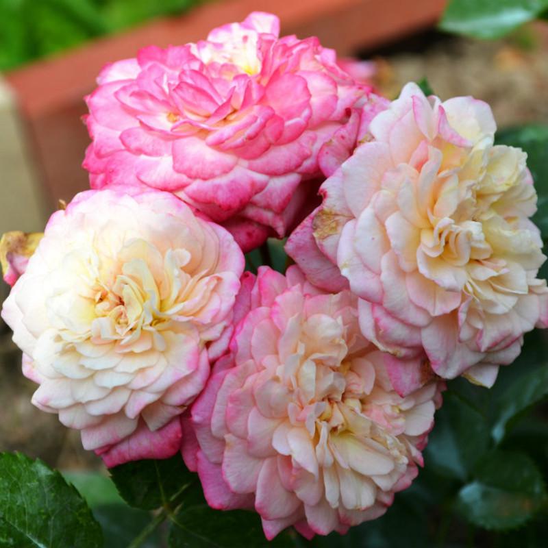 Роза Country Girl Флорибунда (2669458390) Роза Country Girl Флорибунда (2669458390)