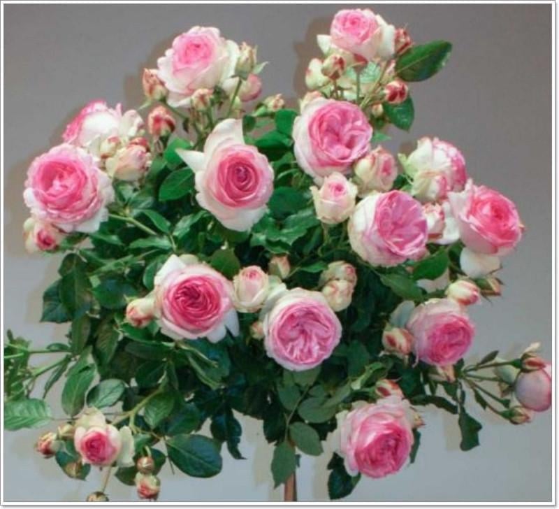 Роза Velet Pierre De Ronsard на штамбе (2669460673)