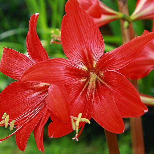 Гиппеастрелия Florium Durga Pradhan (10372)