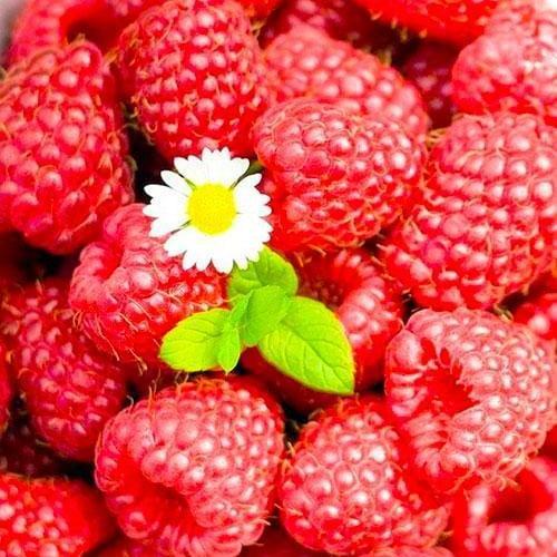 Сажанец Малина Маравилла (44768)