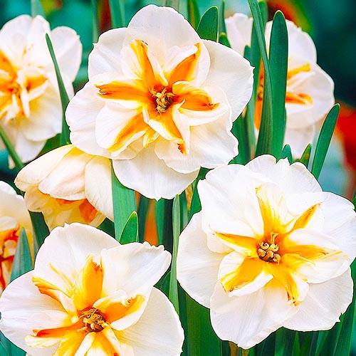 Нарцисс Florium Broadway Star (8049)