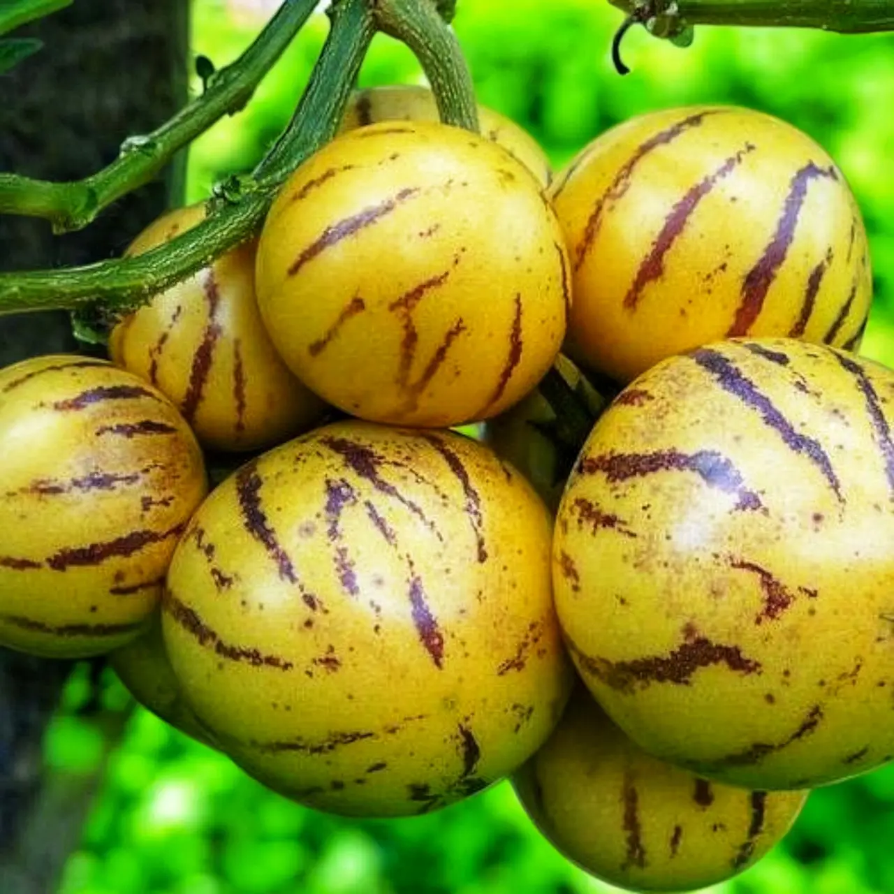 Насіння Пепіно Голд Solanum muricatum 5 шт. (27653540)
