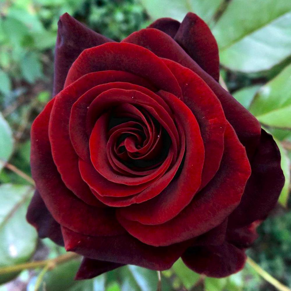 Саженец чайно гибридных роз Черная Магия (14965161)