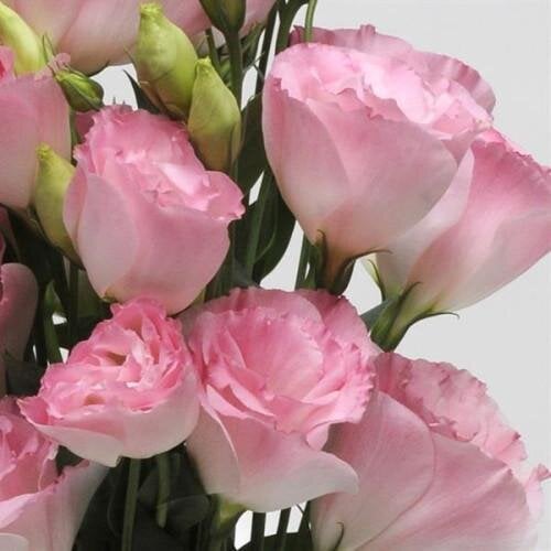 Семена цветов Эустома Лизиантус ABC PanAmerican 2 MISTY PINK 10 шт. (BN01025-4)