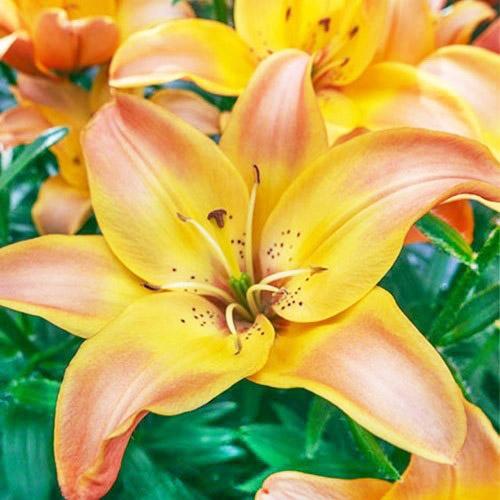 Лилия Florium Easy Fantasy (13636)