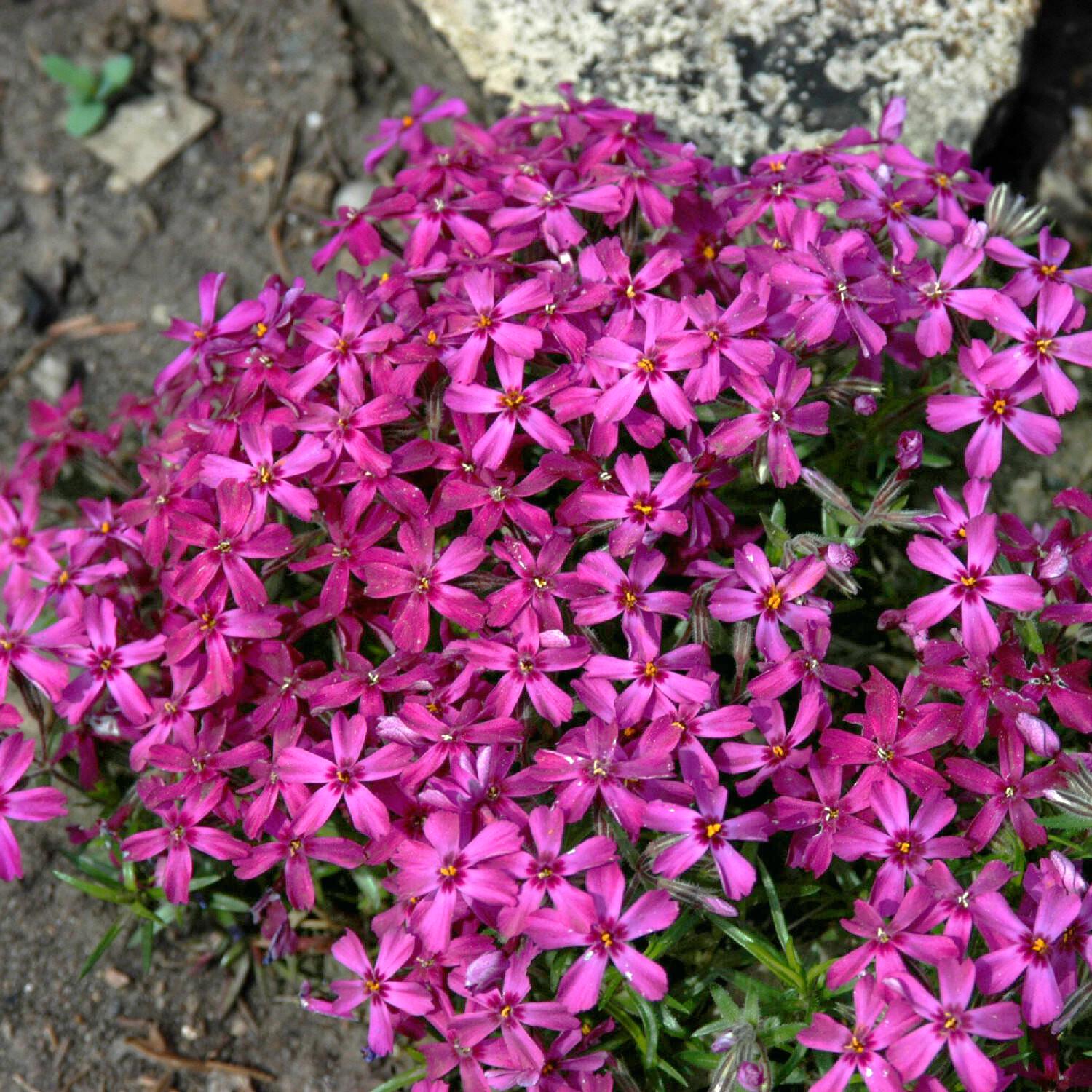 Флокс шиловидный Dobrodar Phlox Temiskaming 1 шт. (38295414)