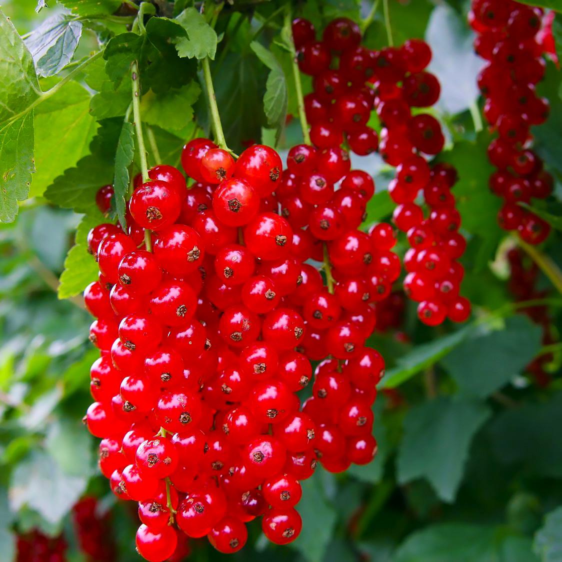 Саджанець смородини червоної Детван рання (644543829) - фото 2 Саджанець смородини червоної Детван рання (644543829) - фото 2