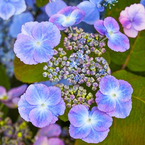Гортензия Florium Veerle (16564)
