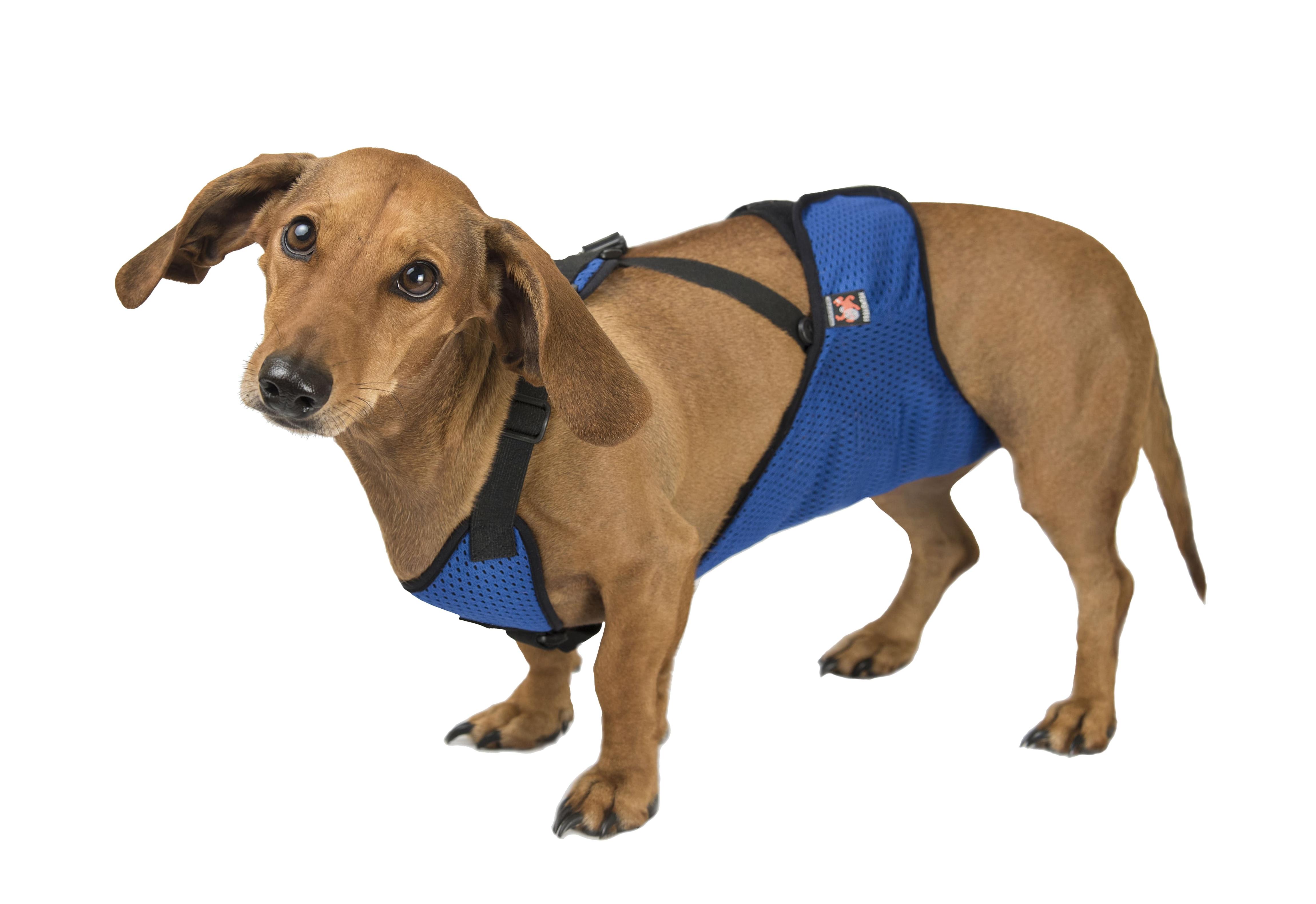 Труси Frakishtak для кобелів S Синій (28077894) - фото 2 Труси Frakishtak для кобелів S Синій (28077894) - фото 2