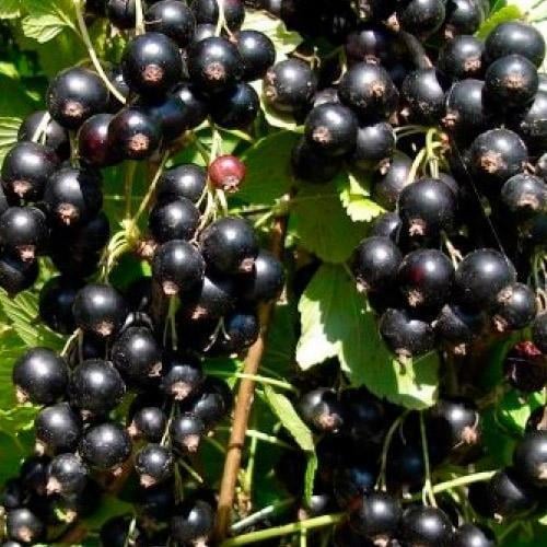 Саджанець Смородина на шт.амбі чорноплідна Космічний сон Cosmic sleep преміальний крупноплідний сорт середній термін дозрівання (48940)