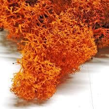 Стабілізований мох Scandinavia 100 г (orange 51) - фото 5
