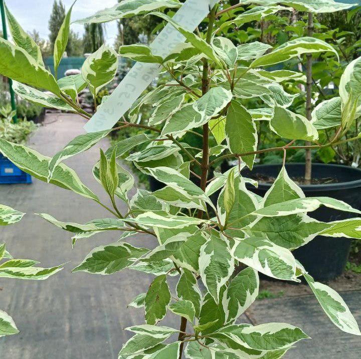 Дерен білий Елегантіссіма С5 (19305184)