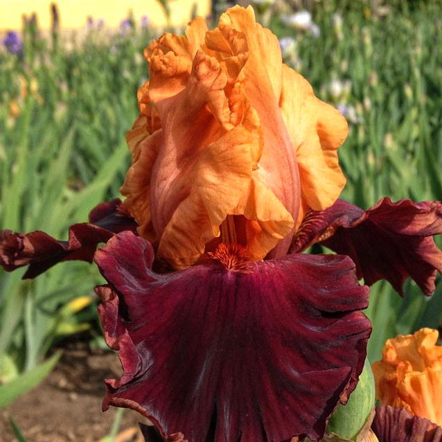 Ирис бородатый Hot Secret 3 шт. (38290629)