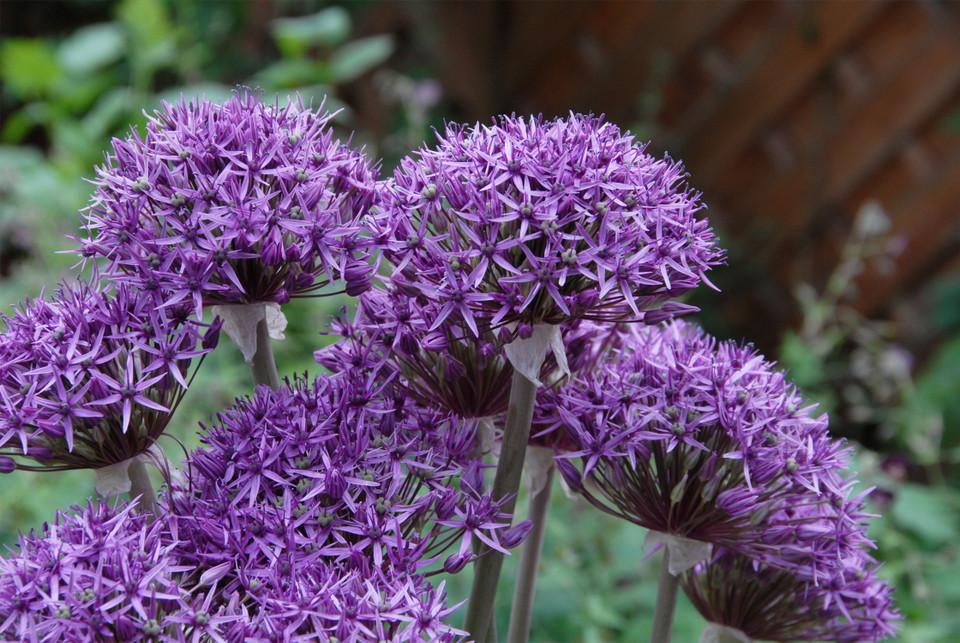 Лук декоративный Violet Beauty 2 шт.