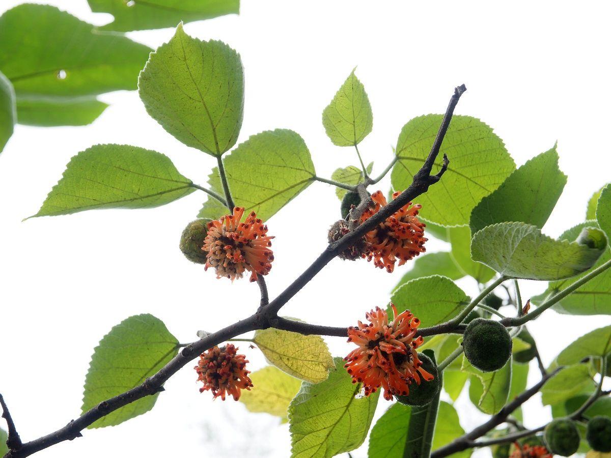 Насіння Бруссонетія паперова Паперова шовковиця Broussonetia papyrifera 5 шт./уп. - фото 2